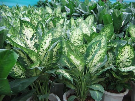 风水树有哪些_常见宅院风水树有哪些,第4张 风水树有哪些_常见宅院风水树有哪些,第4张